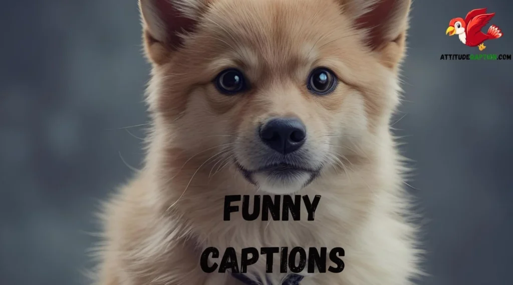 Funny Captions