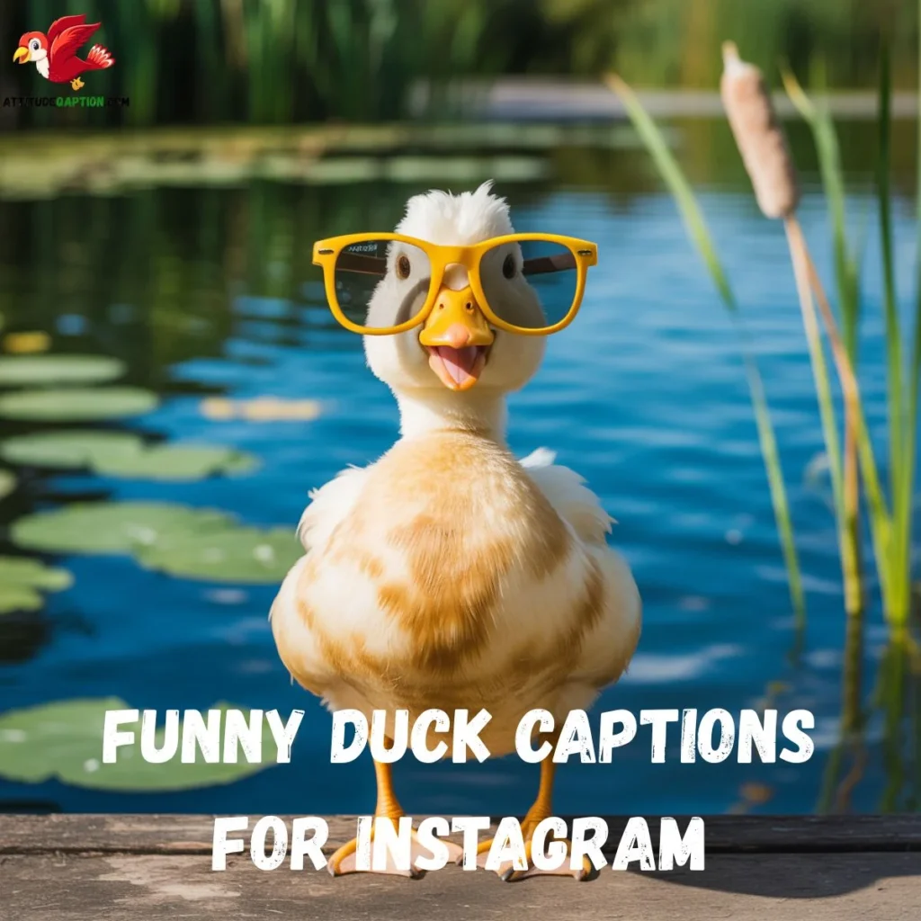 Funny Duck Captions for Instagram 