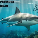 Shark Captions for Instagram